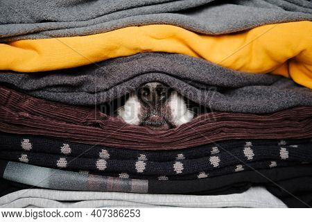 Dog's Nose Hiding Between Textures Of Sweaters And Warm Clothes. Concept Of Winter Season And Pets D