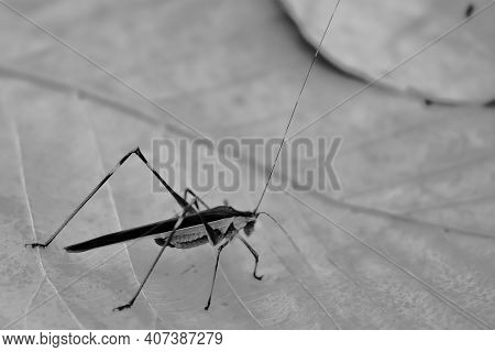 A Macro Image Of A Black Kneed Cone Head Grasshopper Siting On A Leaf In Monochrome