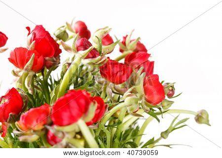 Ranuncolo rosso
