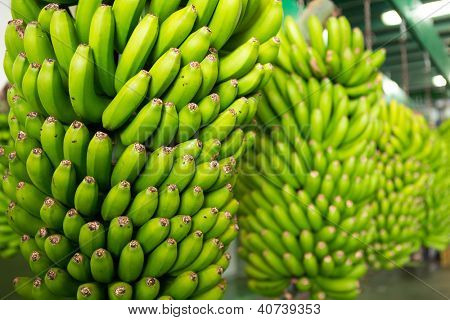Canarian กล้วย Platano ในหมู่เกาะคะเนรีปัลลา