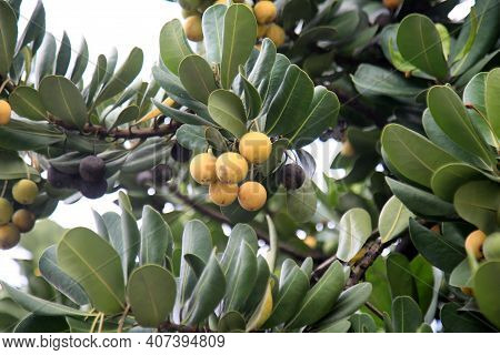 Mimusops Plant Fruit