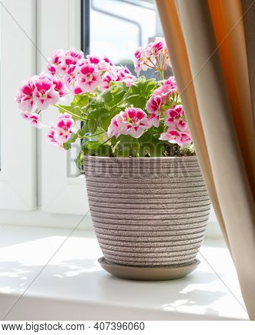Plant In Pot On Windowsill At Home. House Plants In Room Interior.
