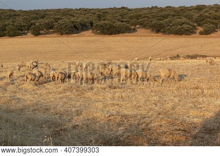Sheep Grazing In The Fields Of Andalusia