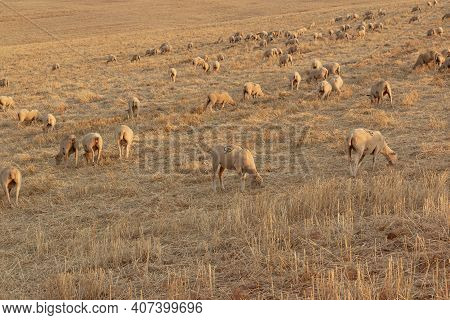 Sheep Grazing In The Fields Of Andalusia