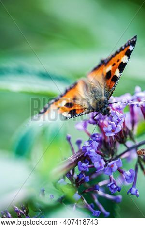 butterfly on the blue Buddleja davidii