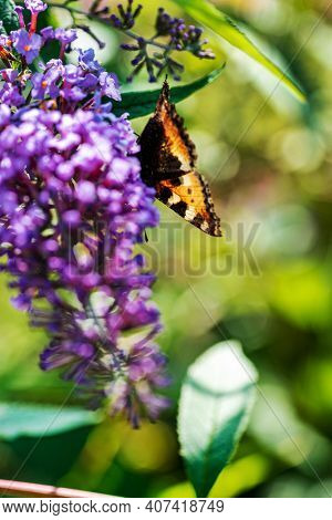 butterfly on the blue Buddleja davidii