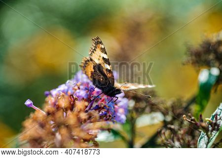 butterfly on the blue Buddleja davidii