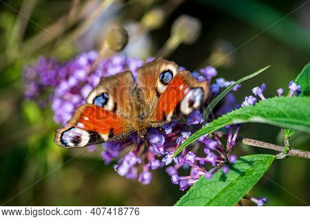 butterfly on the blue Buddleja davidii