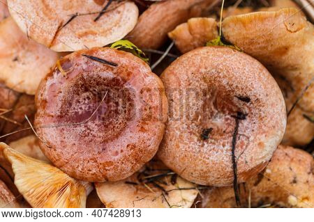 Basket With Mushrooms (lactarius Deliciosus).saffron Milk Caps Or Lactarius Deliciosus Showing Its T
