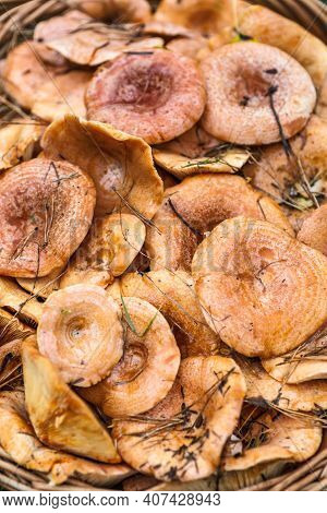 Basket With Mushrooms (lactarius Deliciosus).saffron Milk Caps Or Lactarius Deliciosus Showing Its T