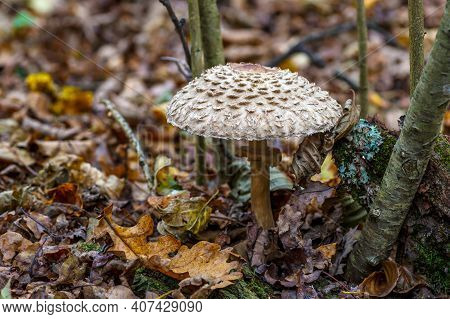 Amanita Strobiliformis - The Death Cap, Is A Deadly Poisonous Basidiomycete Fungus, One Of Many In T