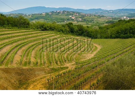 Collio 葡萄园