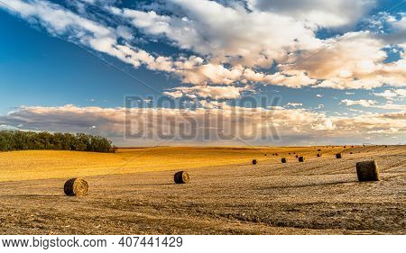 Rolled Hay In A Farm Field In The Fall On The Plains
