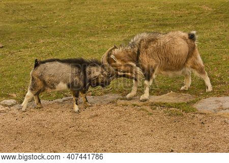 The Soay Sheep (ovis Aries) In Park.