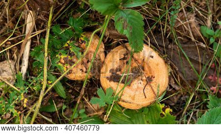 Edible Mushrooms Wolly Milkcap Grow In The Forest. Soft Focus