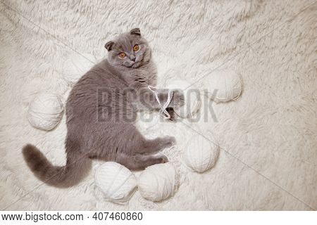 A Lop-eared Scottish Cat Plays With Balls Of Yarn. An Animal On A White Background. Fun For Pets