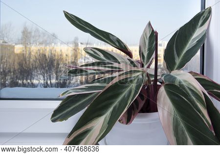 Stromanthe Indoor Flower With Striped Red And Green Leaves On Windowsill At Winter, Snow Outside. Ho