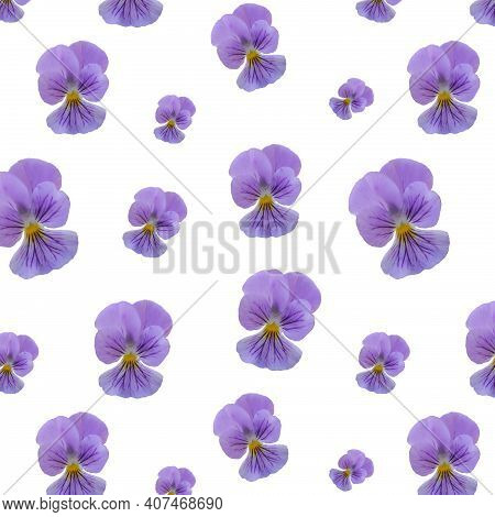 Background With Viola Flower On A White Background