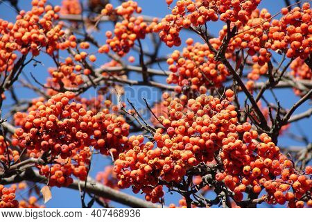 Orange Berries Of Rowan On A Background Of Blue Sky