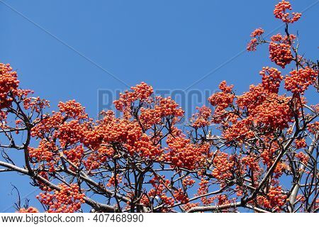 Orange Berries Of Rowan On A Background Of Blue Sky