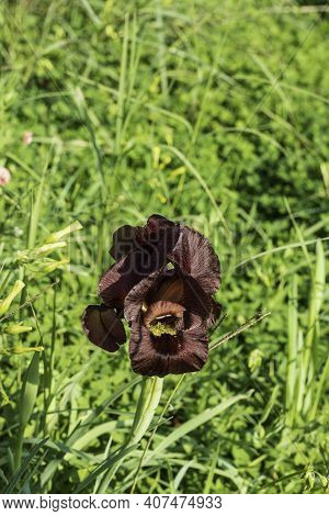 Single Flower Of Purple Iris Argaman Close Up Among The Grass. Israel