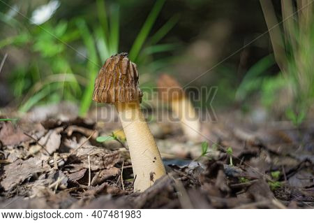 Beautiful Spring Mushrooms Verpa Bohemica. Fresh Green Grass On Background. Dry Dark Foliage On The 