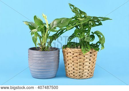 Tropical  Houseplants In Flower Pots On Blue Background