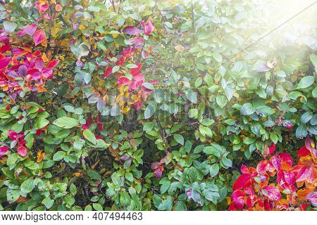 Colorful Autumnal Background With Red Leaves Close Up. Multicolored Foliage Cotoneaster Lucidus In F