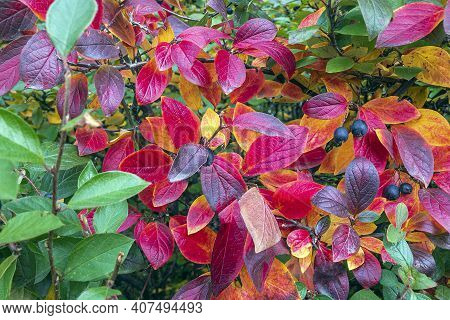 Colorful Autumnal Background With Red Leaves Close Up. Multicolored Foliage Cotoneaster Lucidus In F