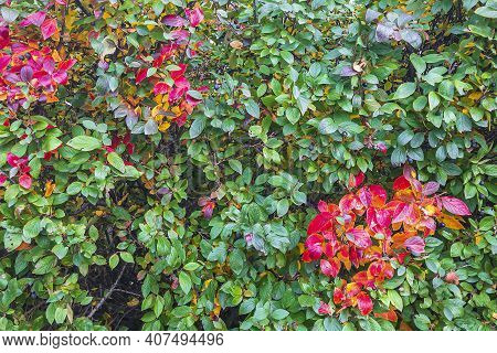 Colorful Autumnal Background With Red Leaves Close Up. Multicolored Foliage Cotoneaster Lucidus In F