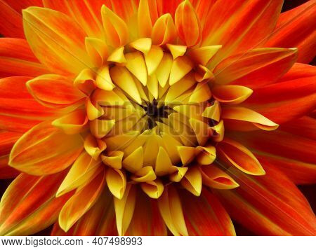 Blooming Orange Dahlia Flower Close Up, Flower Background