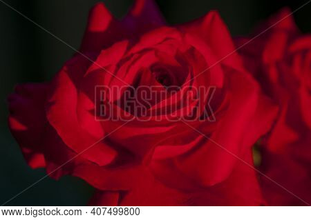 Rose Flower. Dark Background With Close-up Of A Big Red Rose. Beautiful Delicate Red Rose Front View