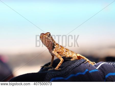 Tropical Oriental Garden Lizard Female Close-up On A Blurred Blue Background, Eastern Garden Lizard,