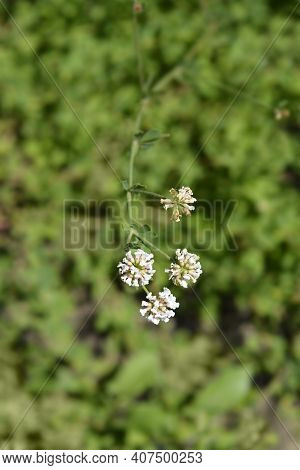 Herb Canary Clover - Latin Name - Dorycnium Herbaceum (lotus Herbaceus)