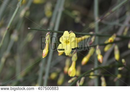 Winter Jasmine - Latin Name - Jasminum Nudiflorum