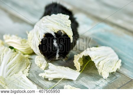Domestic Guinea Pig Or Cavy Eating Cabbage Leaf Food At Home