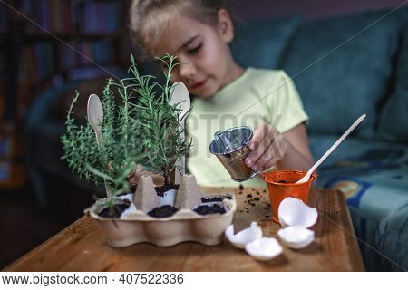 Pretty Schoolgirl Growing Kitchen Herbs In The Eggshell, Rosmary And Thyme, Zero Waste Gardening Con