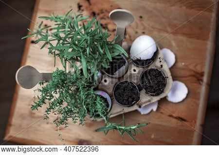Pretty Schoolgirl Growing Kitchen Herbs In The Eggshell, Rosmary And Thyme, Zero Waste Gardening Con