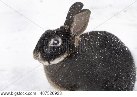 Frozen Rabbit Or Hare. Cute Animal, Bunny With Big Ears Sitting On Snow In A Winter Cold Day With Sn