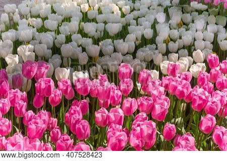 Colorful Flower Beds During The Annual April Tulip Festival In Istanbul In Emirgan Park, Turkey