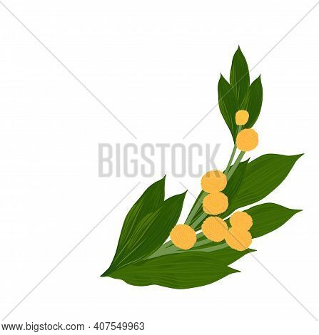 Acacia Yellow Flowers Vector Stock Illustration. Spring Mimosa Close-up. Lush Greens, Leaves, Twigs,