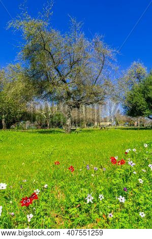 View Of Colorful Anemone Wildflowers, And Trees, In Horshat Tal National Park, Hula Valley, Northern