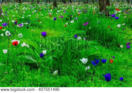 View Of Colorful Anemone Wildflowers, Near Megiddo, Northern Israel