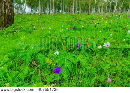 View Of Colorful Anemone Wildflowers In A Eucalyptus Grove, Near Megiddo, Northern Israel