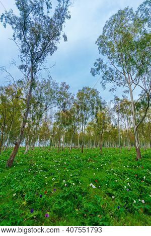 View Of Colorful Anemone Wildflowers In A Eucalyptus Grove, Near Megiddo, Northern Israel