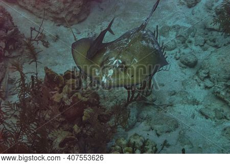 Flying Stingray Flying Through The Water Accompanied By A Rainbow Runner