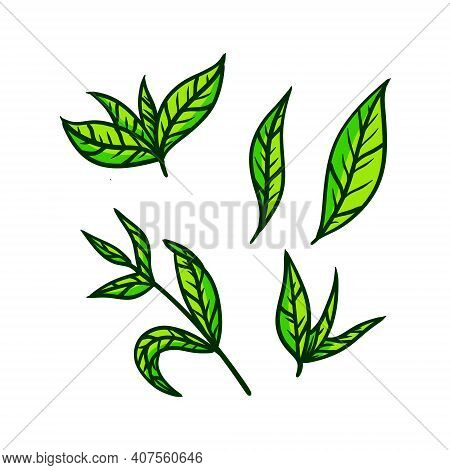 Tea Leaf. Green Plant. Set Of Hand-drawn Natural Elements. Cartoon Illustration