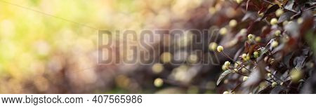 Closeup Of Mini White Flower On Blurred Gereen And Brown Background Under Sunlight With Copy Space U