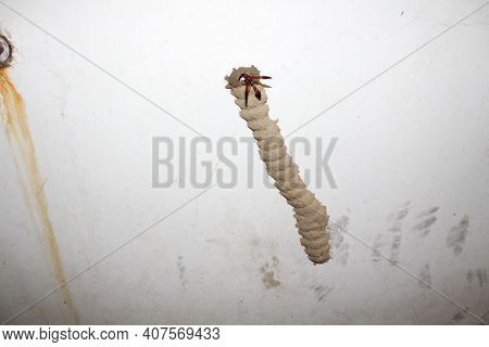 A Little Wasp Desperately Working To Build Its Nest For Laying Eggs.