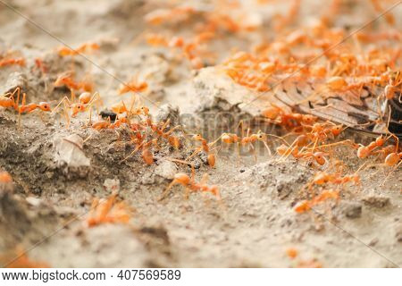 Disciplined Animals Concept - Marching Red Ants Through Rough Land.